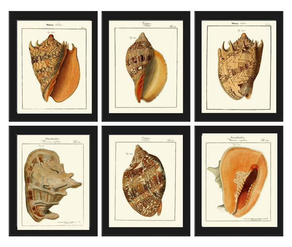 EMPTY - HAND COLORED ANTIQUE PRINTS: SEA SHELLS UP TO 300 YEARS OLD
