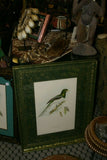 UNIQUE 28"X23" 1955 GOULD TROGON GIGAS BIRD FOLIO LITHOGRAPH FRAMED IN SIGNED ARTIST HAND PAINTED FRAME WITH 2 MATS ALSO HAND PAINTED TO ENHANCE THE ART GORGEOUS DFPN83C