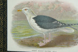 ANTIQUE AUTHENTIC 1897 19C SIGNED FRAMED LITHOGRAPH LLOYD'S NATURAL HISTORY BY BOWDLER SHARPE EDWARD SEAGULL TRIPLE MATTED & FRAMED WALL DÉCOR: FRAME AND MATS HAND PAINTED & SIGNED BY ARTIST