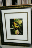 Professionally Triple Matted & in Hand-painted Frame 22" x 19" Rare Authentic Limited Edition 1960 Descourtilz Plate of Tropical Jamaica Oriole or Carouge Jamacaii Bird from Brazil. DES7