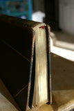 SOLD RARE Antique Book from the Library of Natural History by Richard Lydekker from 1901: "Starfish, Snails, Crinoids, & more" (Leather Bound with Gold Leaf Edges) THE RIVERSIDE PUBLISHING COMPANY, 1901 CHICAGO VOLUME IN GREAT CONDITION