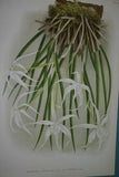 Lindenia Limited Edition Print: Brassavola Cucullata Var Cuspidata (White) Orchid Collector Art (B1