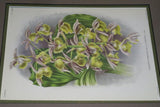 Lindenia Limited Edition Print: Catasetum x Splendens Var Grignani (Yellow, White and Magenta) Orchid Collector Art (B4)