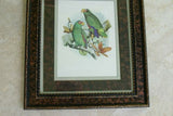 1978 AUSTRALIAN BIRD LITHOGRAPH FROM “PARROTS OF THE WORLD” BY BILL  COOPER PROFESSIONALLY X3 MATTED AND FRAMED IN UNIQUE SIGNED HAND PAINTED FRAME 20,5" X 17,5" BEAUTIFUL DESIGNER WALL ART DÉCOR DFPN89