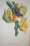 VERY RARE CHOICE BETWEEN 4 YELLOW TROPICAL JUNGLE BIRDS FROM 1960 Rare Descourtilz Limited Edition Original Folio Lithographs Brazilian Birds Plates