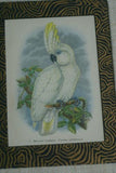 UNIQUE OLD LITHOGRAPH  ART BLUE EYED COCKATOO CACATUA OPHTHALMICA  PROFESSIONALLY X2 SILK MATTED & FRAMED IN SIGNED HAND PAINTED FRAME + GIFT OF A FREE BEAUTIFUL MATTED BARRABAND PARROT PRINT. PRICED AT FRACTION OF RETAIL