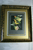 Professionally 5x Matted & in Hand-painted Frame 24" x 20" VERY RARE Authentic Limited Edition 1960 Descourtilz Plate of Tropical Jamaica Oriole or Carouge Jamacaii Bird from Brazil. DES14