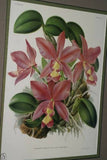 Lindenia Limited Edition Print: Schomburgkia Tibicinis Batem (Magenta) Orchid Collector Art (B4)