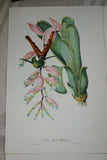 VERY RARE 1960 Rare Descourtilz Limited Edition Original Folio Lithograph Brazilian Bird Plate 55 Sappho Comet Hummingbird or Oiseau-Mouche Chatoyant on Bromeliad Flower