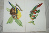 VERY RARE 1960 Rare Descourtilz Limited Edition Original Folio Lithograph Brazilian Bird Plate 2 Golden Paroquet or Perruche Guiaruba or Plate 3 Red-Eared Paroquet or Perruche a Gorge Variee