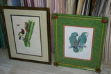 Professionally Double Matted & Framed in Hand-painted Frame 24”x 19” VERY RARE Authentic Limited Edition 1960 Descourtilz Folio of Tropical Black-Spotted Barbet or Cabezon a Plastron Noir Bird Plate 11 from Brazil (DES15)
