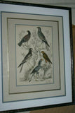 AUTHENTIC ANTIQUE 1839, H.C ORIGINAL HAND COLORING, ENGRAVING FROM BARON CUVIER ANIMAL KINGDOM  BIRDS OF PREY,  Edinburgh journal of Natural History  IN A HAND PAINTED SIGNED CUSTOM FRAME, ALSO MATTED PROFESSIONALLY WITH 6 HIGH QUALITY ACID FREE MATS