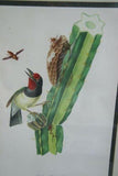 Professionally Double Matted & Framed in Hand-painted Frame 24”x 19” VERY RARE Authentic Limited Edition 1960 Descourtilz Folio of Tropical Black-Spotted Barbet or Cabezon a Plastron Noir Bird Plate 11 from Brazil (DES15)