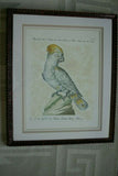 Rare Archival Art by Saverio Manetti (16 C.) Very Limited Edition Folio Lithograph of Cockatoo Parrot professionally framed in hand painted signed frame with x3 acid free mats 22,5" X 17,5" from "The Natural History of Birds" COLLECTOR ART