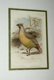 FROM  FIRST EDITION OF CASSELL BOOK OF BIRDS FROM 1869 ANTIQUE ORIGINAL H.C  LITHOGRAPH "SANGUINE FRANCOLIN” 19TH CENTURY PRINT PROFESSIONALLY DOUBLE-MATTED AND FRAMED IN HAND PAINTED FRAME SIGNED BY THE ARTIST COLLECTOR DECOR