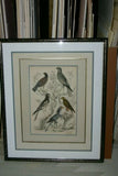 AUTHENTIC ANTIQUE 1839, H.C ORIGINAL HAND COLORING, ENGRAVING FROM BARON CUVIER ANIMAL KINGDOM  BIRDS OF PREY,  Edinburgh journal of Natural History  IN A HAND PAINTED SIGNED CUSTOM FRAME, ALSO MATTED PROFESSIONALLY WITH 6 HIGH QUALITY ACID FREE MATS