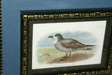 19th Century WHITE-THROATED GREY PETREL: ANTIQUE AUTHENTIC 1897 ORIGINAL PRINT from LLOYD'S NATURAL HISTORY BY BOWDLER SHARPE EDWARD LLOYD LIMITED, DOUBLE MATTED AND DOUBLE FRAMED PROFESSIONALLY IN UNIQUE HAND PAINTED FRAMES & MATS SIGNED BY ARTIST.