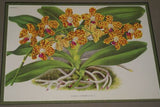 Lindenia Limited Edition Print: Renanthera Matutina (Orange and Yellow) Orchid Collectible Art (B5)
