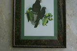 2 for 1 FRAMED ART: 1978 AUSTRALIAN BIRD LITHOGRAPHS FROM “PARROTS OF THE WORLD” BY BILL COOPER PROFESSIONALLY MATTED AND FRAMED IN UNIQUE SIGNED HAND PAINTED FRAMES 21" X 17" DESIGNER WALL ART DÉCOR DFPN71 & 72