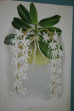 Lindenia Limited Edition Print: Vanda Superba (Red and White) Orchid Collector Art (B1)