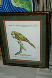 Rare Archival Art by Saverio Manetti (16 C.) Very Limited Edition Folio Lithograph of Parrot professionally framed in hand painted signed frame with  x3 acid free mats 21,5" X 18,75" Magnificent plate from The Natural History of Birds DESIGNER ART