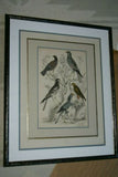 AUTHENTIC ANTIQUE 1839, H.C ORIGINAL HAND COLORING, ENGRAVING FROM BARON CUVIER ANIMAL KINGDOM  BIRDS OF PREY,  Edinburgh journal of Natural History  IN A HAND PAINTED SIGNED CUSTOM FRAME, ALSO MATTED PROFESSIONALLY WITH 6 HIGH QUALITY ACID FREE MATS