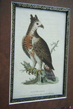 2 Original Axel Amuchastegui 1952 Highly Collectible Australian Bird lithographs  “Love Life of the Birds” on fine white rag paper PROFESSIONALLY X2 MATTED & FRAMED in Signed Hand Painted Frames EACH 18”X14” ONE FREE WITH ONE BARGAIN