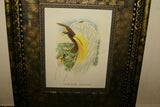 ANTIQUE AUTHENTIC MID 1800’S LITHOGRAPH 19TH C. PARADISEA PAPUANA OR LESSER BIRD OF PARADISE FRAMED IN CUSTOM HAND PAINTED SIGNED FRAME WITH 3 ACID FREE HAND PAINTED MATS