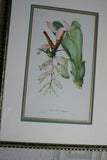 Professionally Triple Matted & Framed in Hand-painted Frame 26”x 19” VERY RARE Authentic Limited Edition 1960 Descourtilz Folio of Tropical Sappho Comet Hummingbird or Oiseau-Mouche Chatoyant Bird Plate 55 from Brazil (DES11)