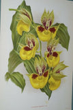 Lindenia Limited Edition Print: Catasetum x Splendens Var Grignani (Yellow, White and Magenta) Orchid Collector Art (B4)
