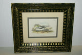 19th century GULL ANTIQUE AUTHENTIC 1897 ORIGINAL PRINT LLOYD'S NATURAL HISTORY BY BOWDLER SHARPE EDWARD LLOYD LIMITED, DOUBLE MATTED AND FRAMED PROFESSIONALLY IN UNIQUE HAND PAINTED FRAME SIGNED BY ARTIST, 1 MAT ALSO HANDPAINTED FRENCH STYLE