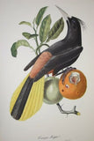 VERY RARE Professionally 2x Matted & in Hand-painted Frame 25”x 20” Authentic Limited Edition 1960 Descourtilz Folio of Pied-Breasted Oropendola or Cassique Huppe Bird Plate 43 from Brazil (DES2)