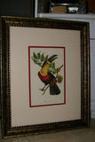 VERY RARE & FRAMED Descourtilz Limited Edition Original 1960 Folio Lithograph of TOUCAN (DES8) Framed Professionally in Very Large Hand-painted Frame 33" X 26,5"