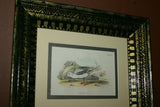 19th century GULL ANTIQUE AUTHENTIC 1897 ORIGINAL PRINT LLOYD'S NATURAL HISTORY BY BOWDLER SHARPE EDWARD LLOYD LIMITED, DOUBLE MATTED AND FRAMED PROFESSIONALLY IN UNIQUE HAND PAINTED FRAME SIGNED BY ARTIST, 1 MAT ALSO HANDPAINTED FRENCH STYLE