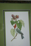 Professionally Triple Matted & in Hand-painted Frame 25.5" X 21" VERY RARE Authentic Limited Edition 1960 Descourtilz Folio Tropical Crested Cardinal or Fringille Paroare, Bird Plate 41 from Brazil (DES10)