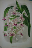 Lindenia Limited Edition Print: Vanda Boxalli (White with Yellow and Magenta) Orchid Collector Art (B1)