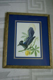 VERY RARE 1960 Rare Descourtilz Limited Edition Original Folio Lithograph Brazilian Bird Plate 5 Ariel Toucan or Toucan Ariel