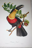VERY RARE 1960 Rare Descourtilz Limited Edition Original Folio Lithograph Brazilian Bird Plate 5 Ariel Toucan or Toucan Ariel
