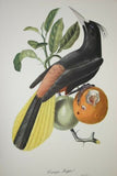 Professionally Double Matted & Framed in Hand-painted Frame 26.5”x 22.25” VERY RARE Authentic Limited Edition 1960 Descourtilz Folio of Tropical Cassique Huppe or Pied-Breasted Oropendola Bird Plate 43 from Brazil (DES6)