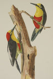 VERY RARE 1960 Rare Descourtilz Limited Edition Original Folio Lithograph Brazilian Bird Plate 17 Yellow-Fronted Woodpecker or Pic a Ventre Rouge