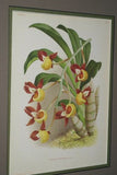 Lindenia Limited Edition Print: Catasetum Punctatum Rolfe (Yellow) Orchid Collector Art (B4)