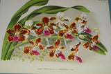 Lindenia Limited Edition Print: Renanthera Matutina (Orange and Yellow) Orchid Collectible Art (B5)