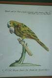 Rare Archival Art by Saverio Manetti (16 C.) Very Limited Edition Folio Lithograph of Parrot professionally framed in hand painted signed frame with  x3 acid free mats 21,5" X 18,75" Magnificent plate from The Natural History of Birds DESIGNER ART