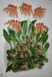 Lindenia Botanical Print, Limited Edition Cochlioda Noezliana, Orange, Orchid Collectible (B2)