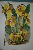 Lindenia Limited Edition Print:  Oncidium Jonesianum (White, Yellow and Sienna) Orchid Collector Art (B1)