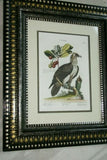 RARE 1772 ANTIQUE AUTHENTIC H.C FOLIO LITHOGRAPH ON FINE LAID CHAIN LINK PAPER JOHANN MICHAEL SELIGMANN GEORGE EDWARDS CATESBY H.C FOLIO VULTUR BARBATUS, LE VAUTOUR BARBU CUSTOM OVER 250 YEARS OLD FRAMED WITH MULTIPLE MATS  IN HANDPAINTED SIGNED FRAME