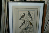 AUTHENTIC ANTIQUE 1839, H.C ORIGINAL HAND COLORING, ENGRAVING FROM BARON CUVIER ANIMAL KINGDOM  BIRDS OF PREY,  Edinburgh journal of Natural History  IN A HAND PAINTED SIGNED CUSTOM FRAME, ALSO MATTED PROFESSIONALLY WITH 6 HIGH QUALITY ACID FREE MATS
