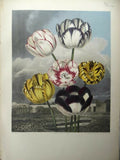 1956 botanical book lithograph limited to 1750 copies printed on Gelderland white cartridge 'The Beauties of Flora' Painted by T. Baxter, stipple engraving by J. Hopwood, background aquatinted by F.C Lewis and published by S. Curtis TULIPS 21" x 17"