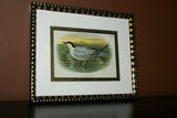 19th century TERN ANTIQUE AUTHENTIC 1897 ORIGINAL PRINT LLOYD'S NATURAL HISTORY BY BOWDLER SHARPE EDWARD LLOYD LIMITED, DOUBLE MATTED AND FRAMED PROFESSIONALLY IN UNIQUE HAND PAINTED FRAME SIGNED BY ARTIST, MAT ALSO HANDPAINTED