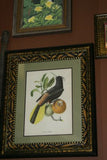 VERY RARE 1960 Rare Descourtilz Limited Edition Original Folio Lithograph Brazilian Bird Plate 15 Spot-Tailed Jacamar or Jacamar Dore
